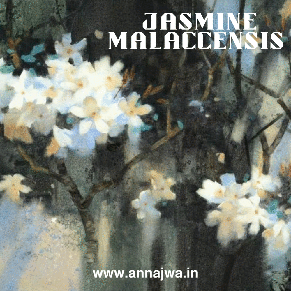 Jasmine Malaccensis - Image 2