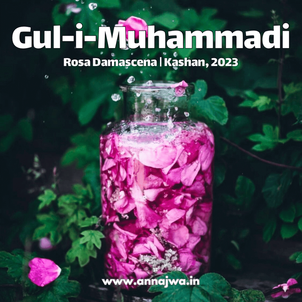 Gul-i-Muhammadi